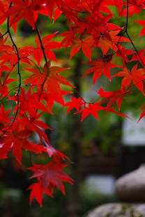 香山红叶高清壁纸下载 (15张)