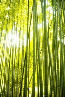 480x800竹子手机壁纸