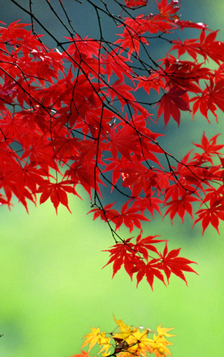 风景壁纸 自然风景壁纸 秋天的红叶美景手机壁纸