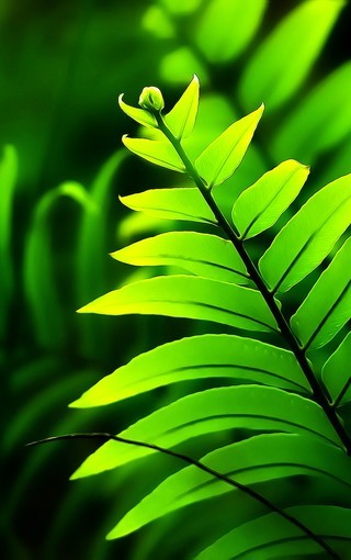 大自然里的清新绿色植物图片壁纸