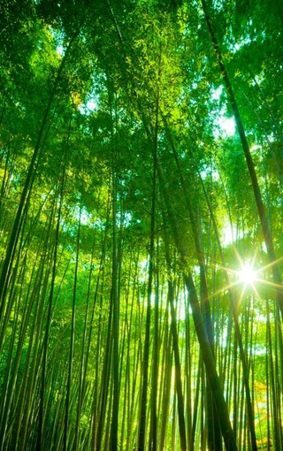 iphonepro高雅的竹子风景壁纸
