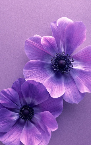 风景壁纸 花朵壁纸 清新红色紫色的小花壁纸