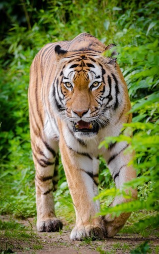 老虎高清动物摄影图片壁纸