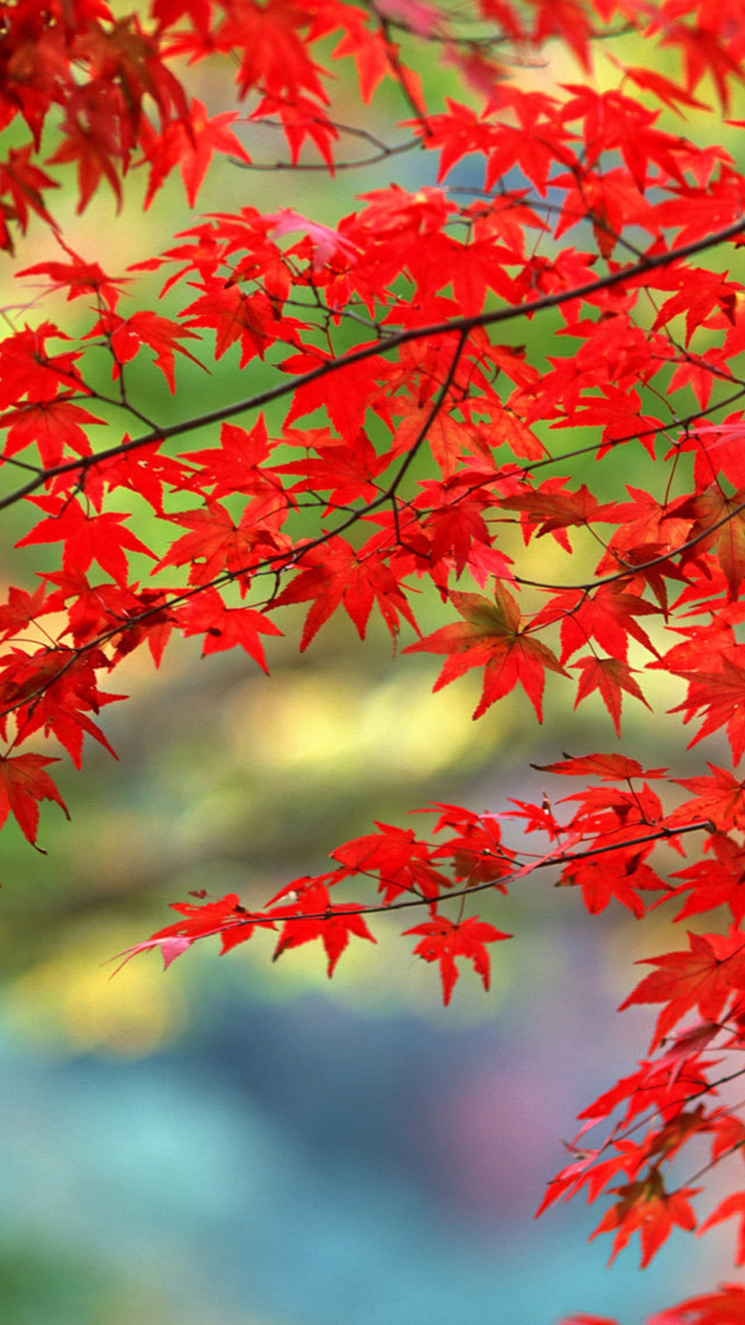 秋日红色主题风景高清壁纸