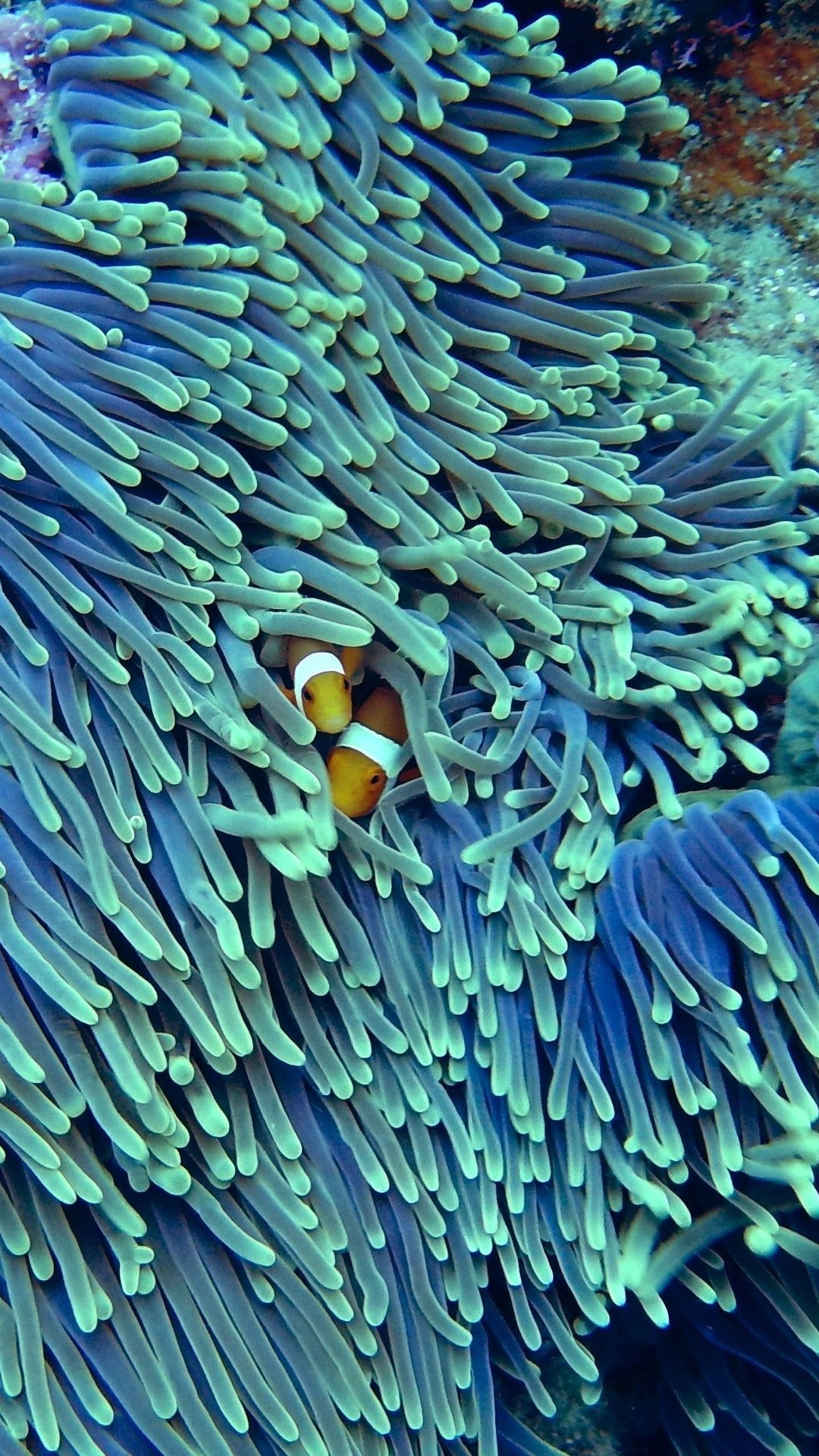 最漂亮的海底世界图片壁纸2 风景-第10张