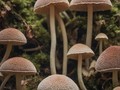  Photo wallpaper of mushrooms growing after rain