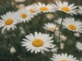  Small fresh daisy flower picture wallpaper