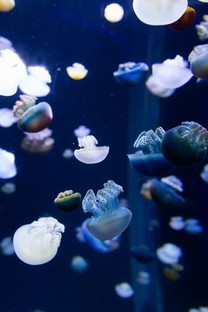 色彩绚丽的海底生物软体动物图片壁纸