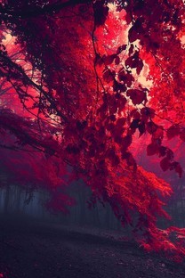 秋日的枫叶林唯美意境高清图片壁纸