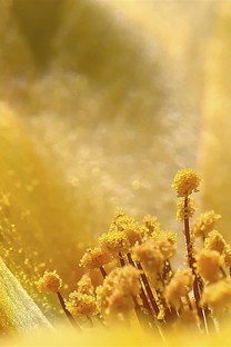 黄色的花朵最先开背景图片壁纸