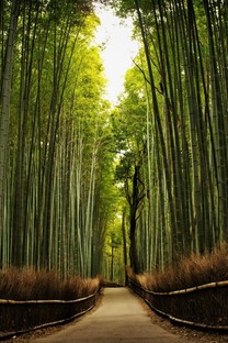 iphone pro高雅的竹子风景壁纸