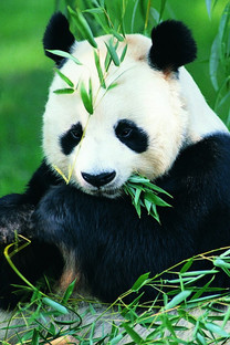 可爱熊猫手机高清壁纸