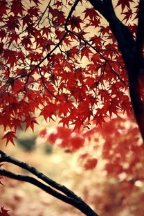 秋天的枫叶图片壁纸