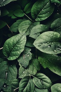 绿色植物的叶子护眼背景图片壁纸