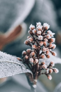 冬季挂霜的植物图片壁纸
