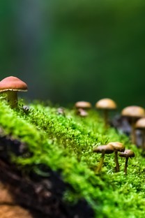 精选唯美画风野生蘑菇图片壁纸