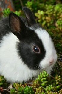 软萌可爱的小兔子图片壁纸2