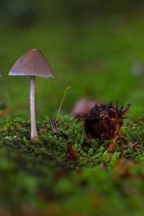 漂亮的真菌小蘑菇图片壁纸2