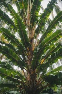 芭蕉树植物背景图片壁纸