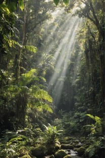 热带雨林清新绿色护眼风景壁纸