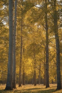 秋日的森林唯美意境高清图片壁纸
