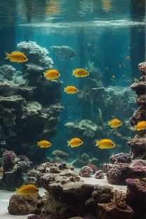 梦幻世界鱼缸里的金鱼图片壁纸