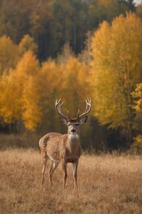 鹿在秋天的田野图片壁纸