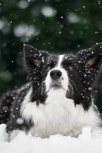雪地上的狗狗图片壁纸