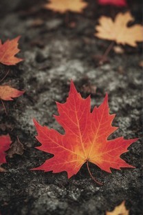  Maple leaf macro fuzzy red autumn picture wallpaper