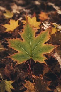秋季唯美枫叶植物微距摄影图片壁纸