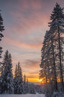  Winter sunset deep forest natural scenery wallpaper 3