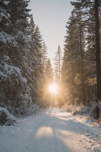  Trees in the snow under the sun in winter Wallpaper 3