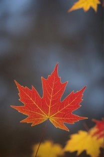  Maple Leaf Macro Blur Red Autumn Scene Picture Wallpaper 3