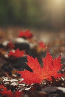  Maple Leaf Macro Blur Red Autumn Scene Picture Wallpaper 2