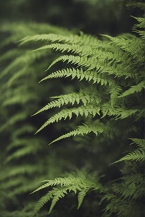  Wallpaper of tiny fuzzy fern leaves full of green