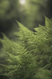  Green macro fuzzy fern leaf wallpaper 2