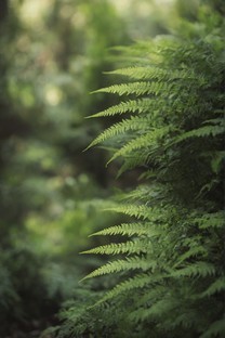  Greenish macro fuzzy fern leaf wallpaper 3