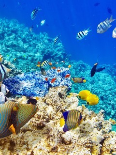 海底珊瑚鱼群唯美图片壁纸