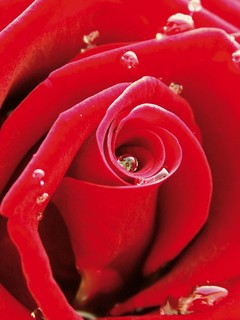 多彩的玫瑰高清壁纸桌面