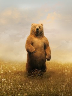 可爱的棕熊的图片壁纸