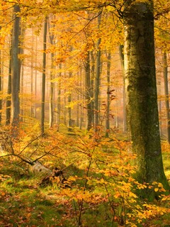 秋天的树林自然风景壁纸