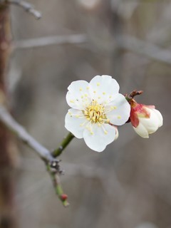 唯美的白色梅花图片壁纸