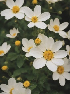 白色系花朵背景图壁纸