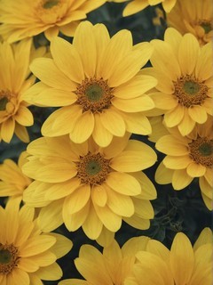 黄色系花朵背景图壁纸