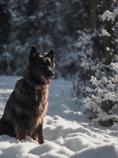 蓬松雪地上的黑色小狗图片壁纸
