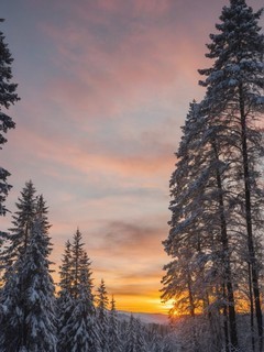 冬季日落深林自然风景壁纸3
