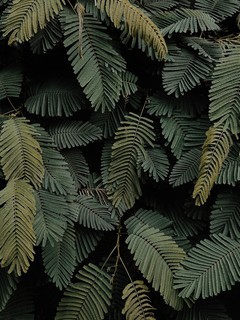绿色植物微距摄影高清图片壁纸2