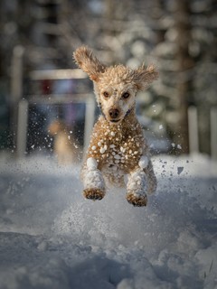 狗狗的冬日图片壁纸