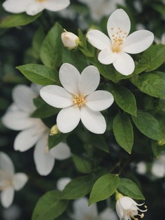 唯美小清新白花高清图片壁纸