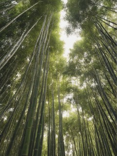 沉醉于绝美景色竹子风景壁纸